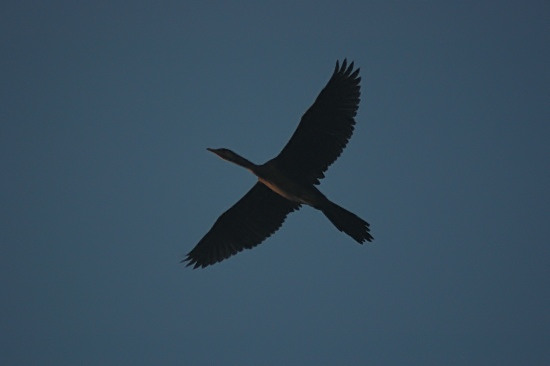 Long-Tailed Cormorant.JPG